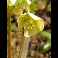 Hellebore du Caucase - Helleborus Caucasicus (fam Renonculacees) (Caucase) (03)